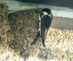House Martin